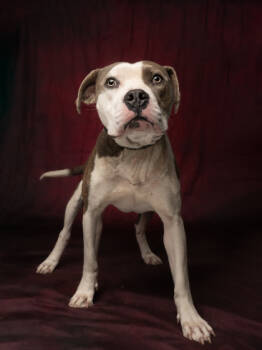 Rescue Mixed Breed Dogs for Adoption in Atlanta, Georgia - Galaxy | PetCurious