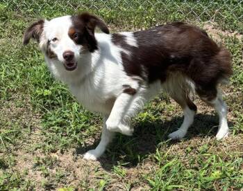 Mini -  Mixed Breed Dog for Adoption in Ocala, Florida - Mini | PetCurious
