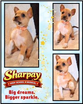 Chihuahua Dogs Available for Adoption - Sharpay | PetCurious