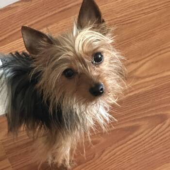 Yorkshire Terrier Dogs Available for Adoption in Tampa, Florida - Chip | PetCurious