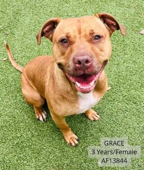 Pit Bull Terrier Dogs Available for Adoption - Grace | PetCurious