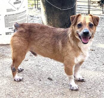 Jackson -  Corgi and Dachshund Dog for Adoption in Horn Lake, Mississippi - Jackson | PetCurious