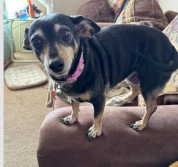 Lil Bit -  Miniature Pinscher Dog for Adoption in Powell Butte, Oregon - Lil Bit | PetCurious
