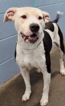 Rescue Pit Bull Terrier Dogs for Adoption in Evansville, Indiana - Ares | PetCurious