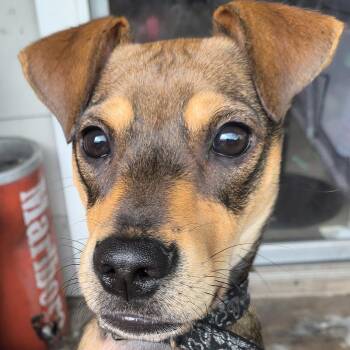Mixed Breed Dogs Available for Adoption - John Boy | PetCurious