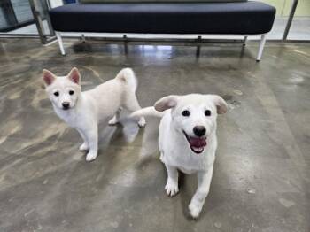 Jindo and Shiba Inu Dogs Available for Adoption - CHUSEOK | PetCurious
