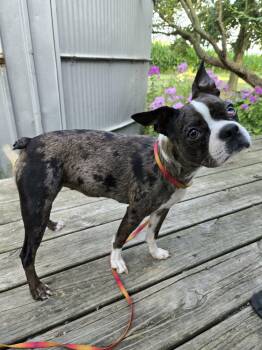 Roxie -  Boston Terrier Dog for Adoption in Russiaville, Indiana - Roxie | PetCurious
