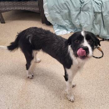 Motley -  Terrier Dog for Adoption in Sunderland, Maryland - Motley | PetCurious