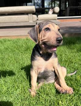 Dumpling -  Shar Pei Dog for Adoption in Rollingwood, Texas - Dumpling | PetCurious