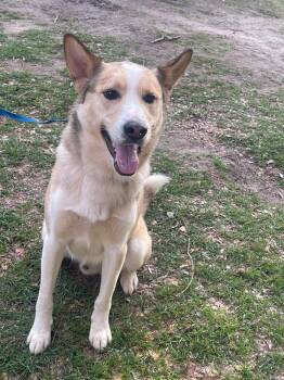 Rescue Husky Dogs for Adoption in Troy, Alabama - Loki | PetCurious