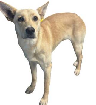 Labrador Retriever Dogs Available for Adoption in Red Bluff, California - Ivy | PetCurious