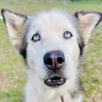 Rescue Siberian Husky Dogs for Adoption in Lebanon, Missouri - Tesla | PetCurious