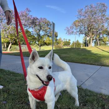 Jindo and Cardigan Welsh Corgi Dogs Available for Adoption in San Diego, California - May | PetCurious