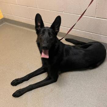 Hot Ember -  German Shepherd Dog Dog for Adoption in Denver, Colorado - Hot Ember | PetCurious