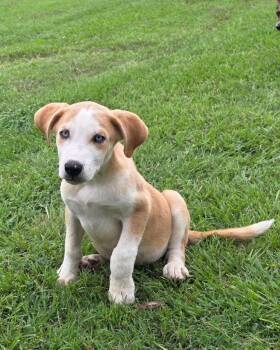 Willy -  Husky and Labrador Retriever Dog for Adoption in Glocester, Rhode Island - Willy | PetCurious