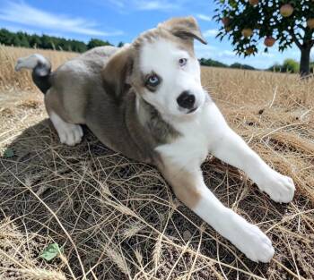Lazuli -  Mixed Breed Dog for Adoption in Mesa, Arizona - Lazuli | PetCurious