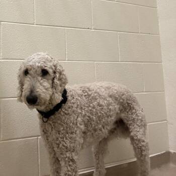 Riddler -  Mixed Breed Dog for Adoption in Asheville, North Carolina - Riddler | PetCurious