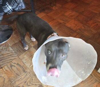 Mixed Breed Dogs Available for Adoption in West Chester, Pennsylvania - Candyland | PetCurious