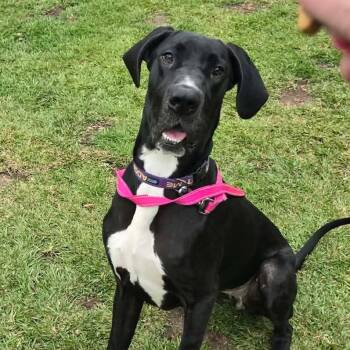 Stella -  Great Dane Dog for Adoption in Pensacola, Florida - Stella | PetCurious