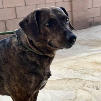 Plott Hound Dogs Available for Adoption - River | PetCurious