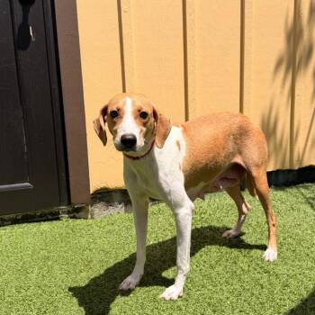 Lucy 1551 -  Mixed Breed Dog for Adoption in Loxahatchee Groves, Florida - Lucy 1551 | PetCurious