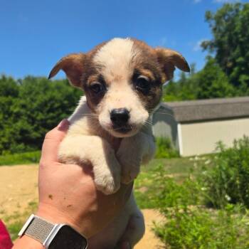 CT Colombia -  Mixed Breed Dog for Adoption in Stormville, New York - CT Colombia | PetCurious