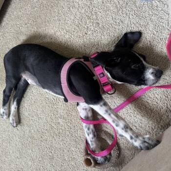 Jill * -  English Pointer and Mixed Breed Dog for Adoption in Ferndale, Michigan - Jill * | PetCurious