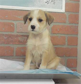 A2080724 -  German Shepherd Dog and Mixed Breed Dog for Adoption in Houston, Texas - A2080724 | PetCurious