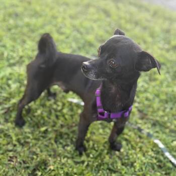 Jack -  Chihuahua Dog for Adoption in Alafaya, Florida - Jack | PetCurious