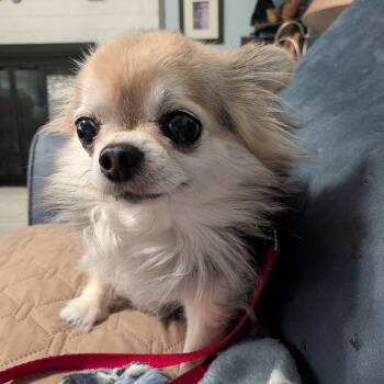 Loretta -  Chihuahua Dog for Adoption in Durham, North Carolina - Loretta | PetCurious