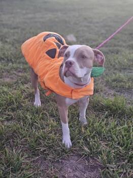 Rescue Pit Bull Terrier Dogs for Adoption in Kempner, Texas - Pam | PetCurious