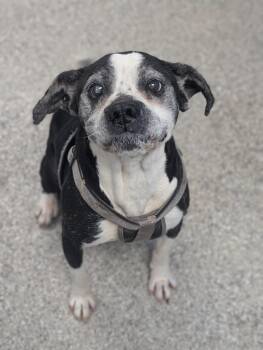 Boxer and Mixed Breed Dogs Available for Adoption - Charles | PetCurious