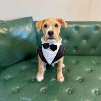 Winston Newton Perfectly Puppy -  Border Collie and Terrier Dog for Adoption in Friendswood, Texas - Winston Newton Perfectly Puppy | PetCurious