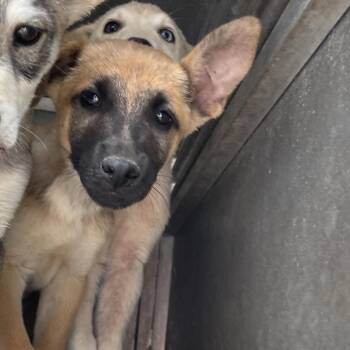 Husky Dogs Available for Adoption - Dean | PetCurious