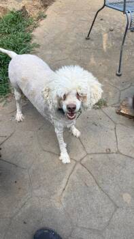 Duffy -  Poodle and Miniature Poodle Dog for Adoption in Pittsboro, North Carolina - Duffy | PetCurious