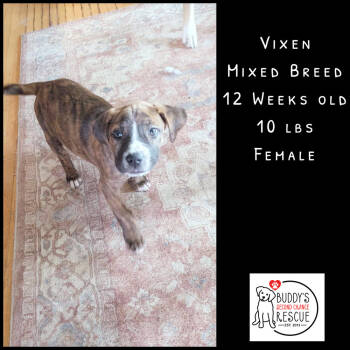 Rescue Mixed Breed Dogs for Adoption - Vixen | PetCurious