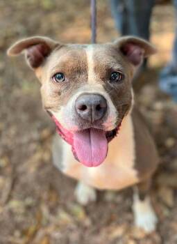 Ramona the Brave -  Mixed Breed Dog for Adoption in Wayne, New Jersey - Ramona The Brave | PetCurious