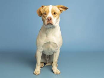 DUKE -  Pit Bull Terrier Dog for Adoption in Phoenix, Arizona - DUKE | PetCurious