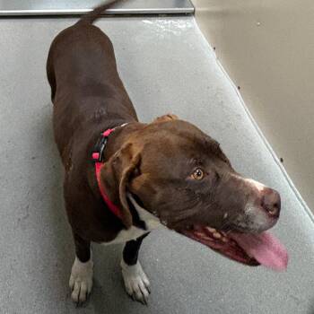 Pit Bull Terrier Dogs Available for Adoption - Mia | PetCurious