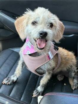 Rescue Cairn Terrier Dogs for Adoption in Auburn, Washington - Emma | PetCurious