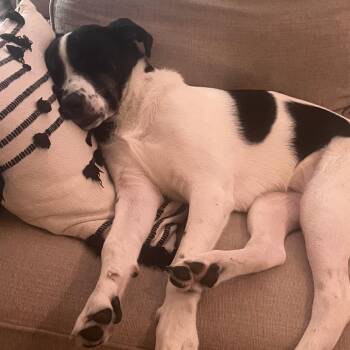 Ollie -  Shepherd Dog for Adoption in La Grange, Kentucky - Ollie | PetCurious