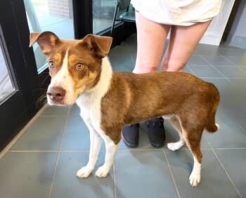 Carbonara -  Mixed Breed Dog for Adoption in Nashville, Tennessee - Carbonara | PetCurious