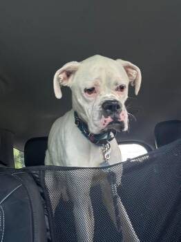 Ghost 2 -  Boxer Dog for Adoption in Middlesex, New Jersey - Ghost 2 | PetCurious