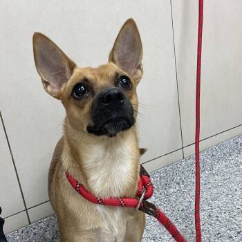 Dolly -  Chihuahua Dog for Adoption in Chicago, Illinois - Dolly | PetCurious