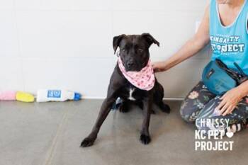 Chrissy -  Pit Bull Terrier and Mixed Breed Dog for Adoption in Kansas City, Missouri - Chrissy | PetCurious