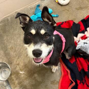 Nyla (was Sassy) -  Mixed Breed Dog Available for Adoption in Muncie, Indiana - Nyla (was Sassy) | PetCurious