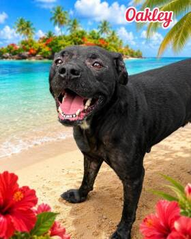 Oakley -  Mixed Breed Dog for Adoption in Flint, Michigan - Oakley | PetCurious