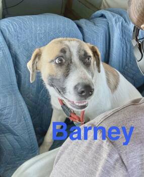 Anatolian Shepherd Dogs Available for Adoption - Barney | PetCurious