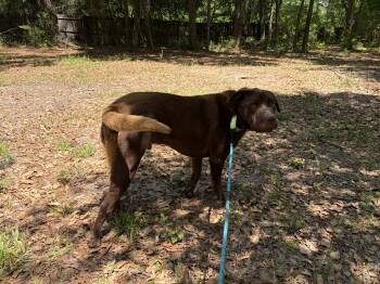Yogi -  Shar Pei and Chesapeake Bay Retriever Dog for Adoption in Pensacola, Florida - Yogi | PetCurious