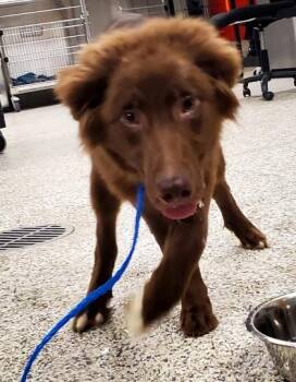 Mixed Breed Dogs Available for Adoption in Fairfax, Virginia - Wakko | PetCurious